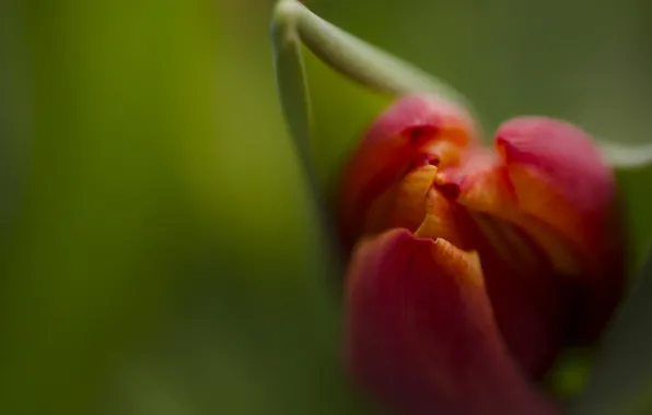 Макро, цветы, тюльпан