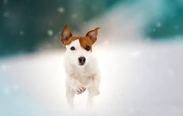 Картинка снег, собака, прогулка, пёсик, Джек-рассел-терьер