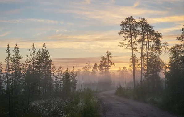 Картинка лес, солнце, лучи, деревья, туман, Утро