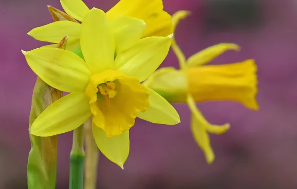 Картинка цветок, макро, цветы, flower, flowers, macro, Think Spring