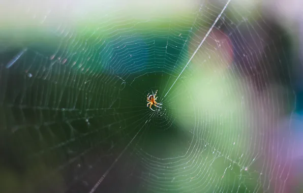 Картинка макро, природа, macro, паутина. паук