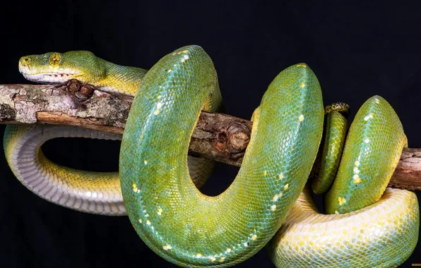 Green, Snake, stick, branch, reptile