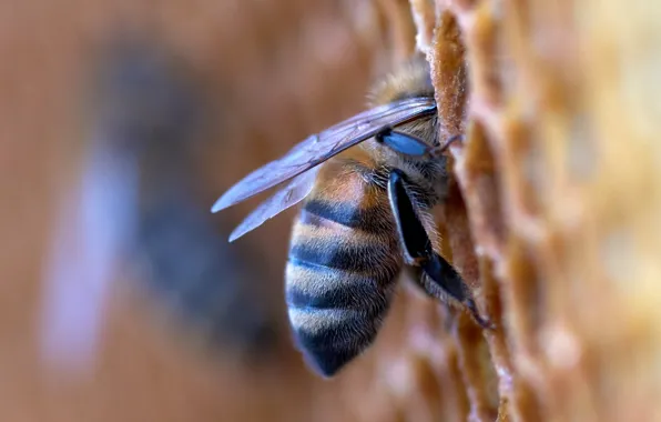 Картинка honey, photography, macro, honeycomb, bumblebee, insect, Bee, apiary