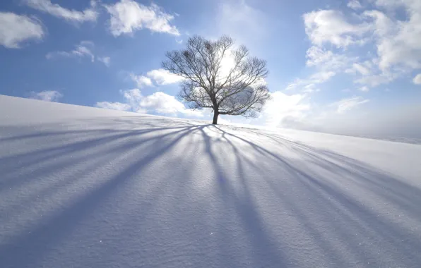 Зима, солнце, снег, природа, дерево