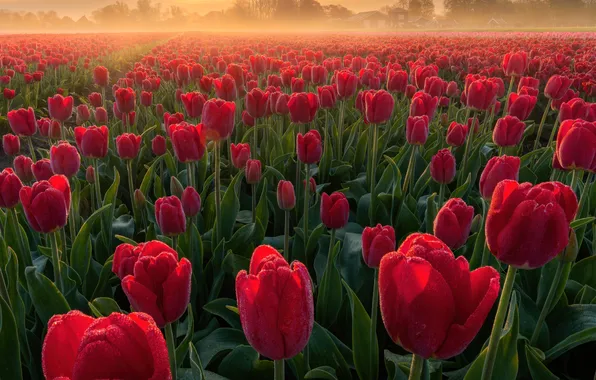 Landscape, Flowers, Sunrise, Netherlands, Spring flowers, Tulip Field, Red Tulips, Tulip flowers