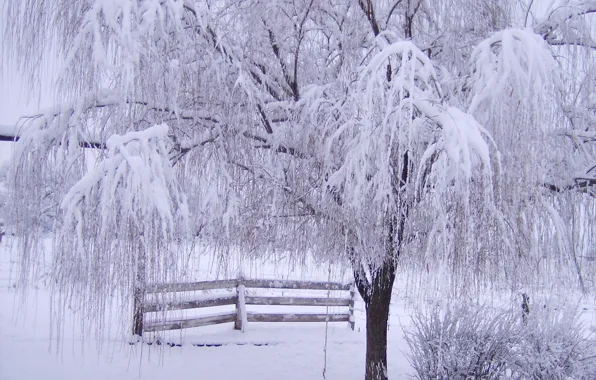 Картинка иней, снег, ветки, дерево, забор, Зима
