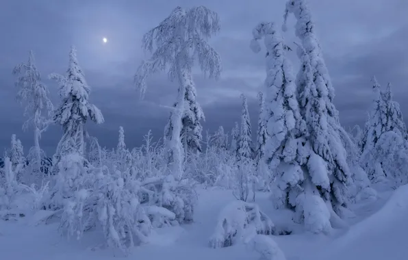 Зима, иней, лес, небо, облака, снег, деревья, природа
