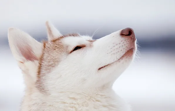 Взгляд, друг, собака