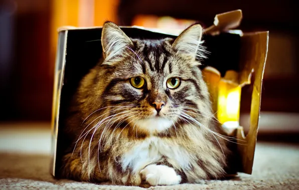 Картинка кошка, фон, коробка