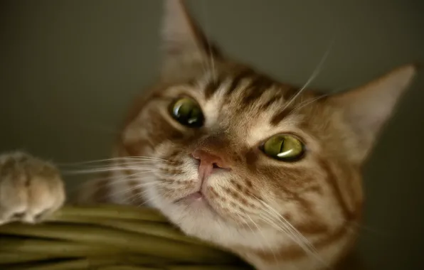 Кошка, кот, взгляд, поза, портрет, рыжий, мордашка, блюр