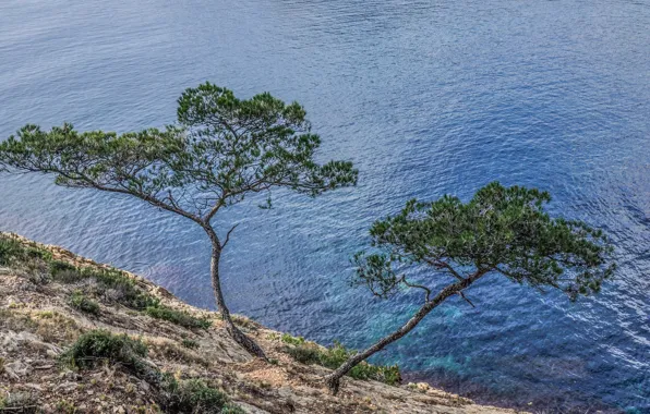 Картинка море, вода, деревья, пейзаж, склон