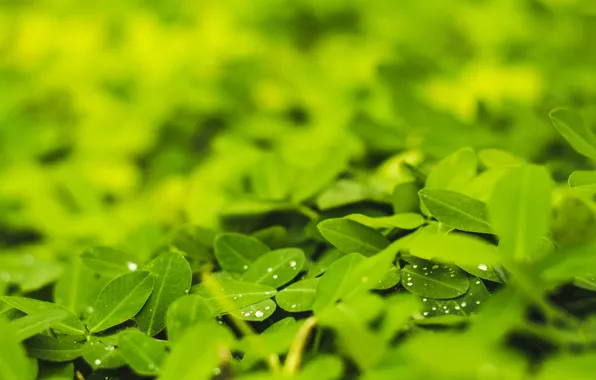 Природа, Листья, Зеленый, Nature, Green, Colors, Leaves, Флора