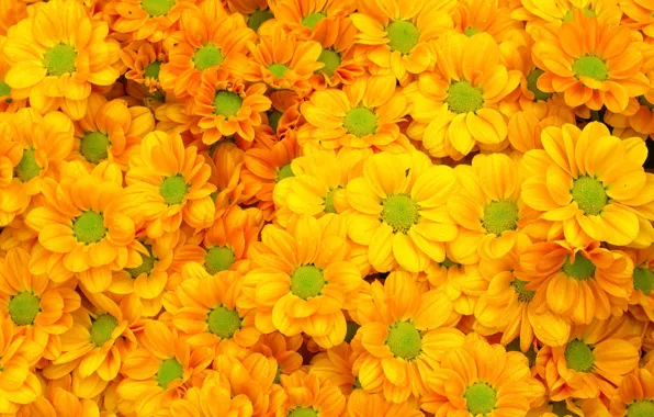 Картинка цветы, желтые, summer, хризантемы, yellow, flowers, bright