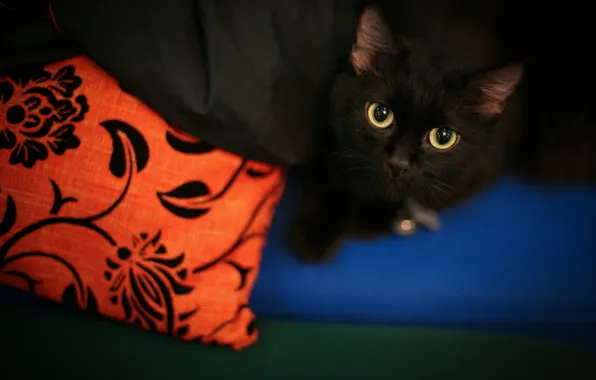 Кошка, кот, взгляд, черная, лежит, подушка