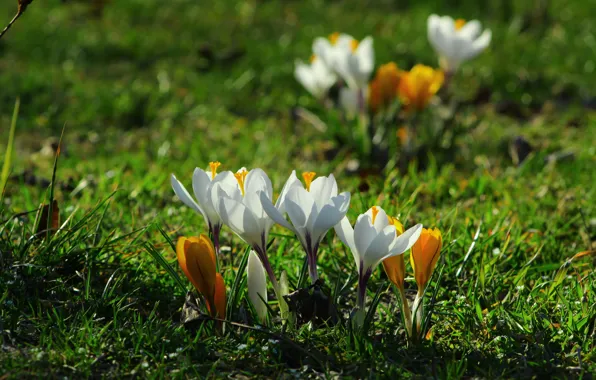 Flower, spring, crocus