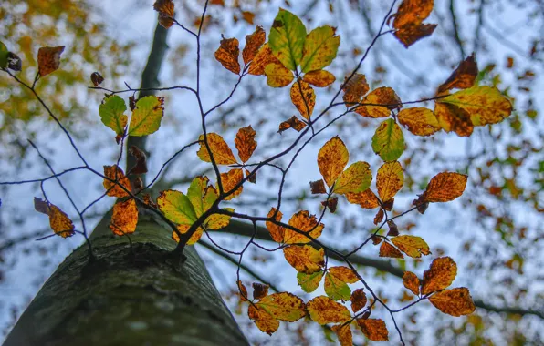 Осень, листья, ветки, дерево, ствол