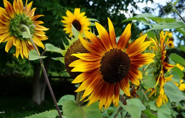 Flower, yellow, spring, sunflower, blooming