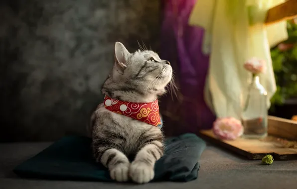 Кошка, кот, взгляд, цветы, поза, окно, ткань, лежит