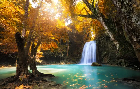 Картинка осень, лес, деревья, озеро, водопад, рыба
