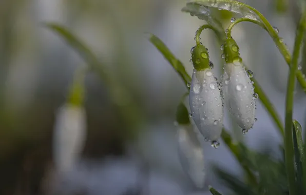 Картинка вода, капли, макро, цветы, природа, весна, подснежники, первоцветы