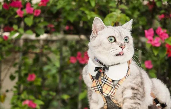 Зелень, язык, кошка, лето, кот, взгляд, цветы, серый