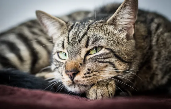 Картинка кот, взгляд, животное, зеленые глаза