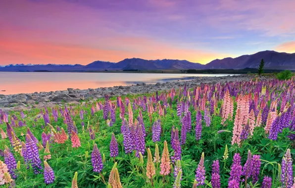 Цветы, горы, озеро, Новая Зеландия, New Zealand, Lake Tekapo, люпины, Южные Альпы