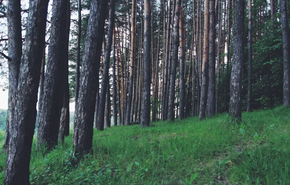 Зелень, поле, лес, трава, пейзаж, свежесть, природа, парк