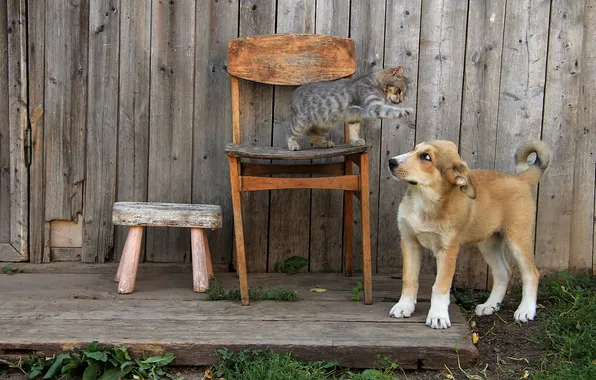 Картинка кошка, фон, собака