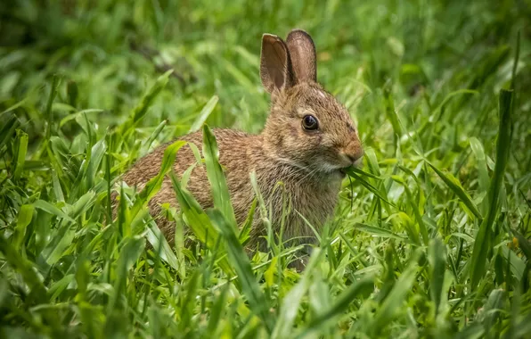 Картинка трава, кролик, уши