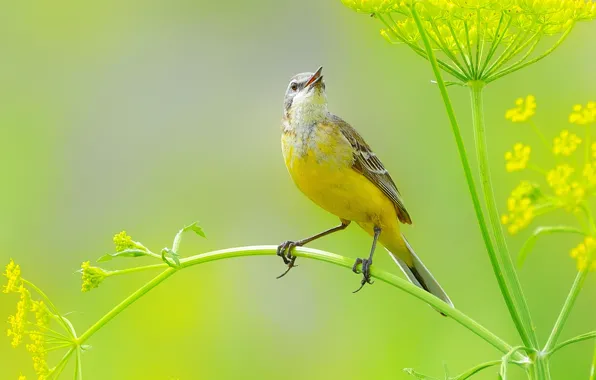 Bird, pose, twig
