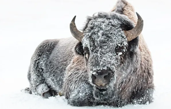 Картинка winter, snow, american, animal, wind, cold, buffalo, bison