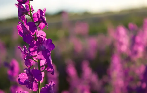 Картинка Поле, Боке, Field, Delphinium, Дельфиниум, Живокость