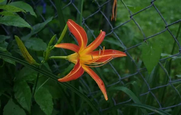 Картинка макро, оранжевая, Лилия, macro, orange, lily