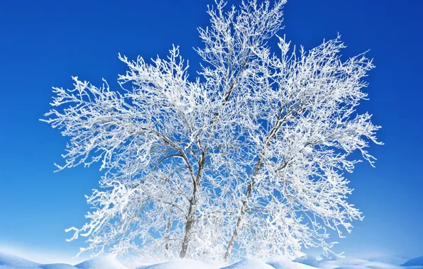 Зима, иней, небо, снег, пейзаж, природа, дерево