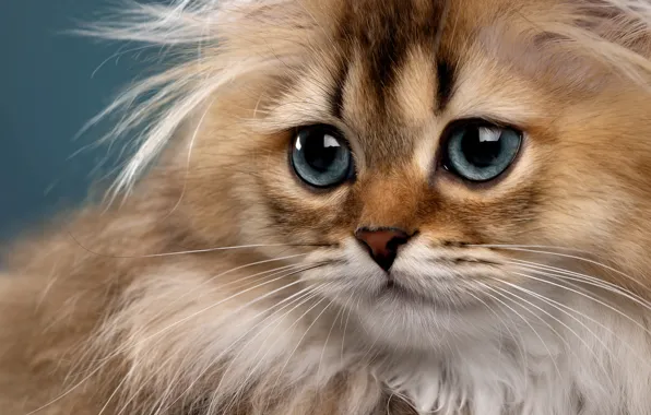 Картинка кошка, взгляд, мордочка, глазища, пушистая, Светлана Писарева