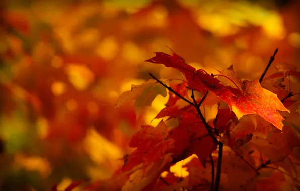 Картинка осень, листья, макро, природа, желтые, красные