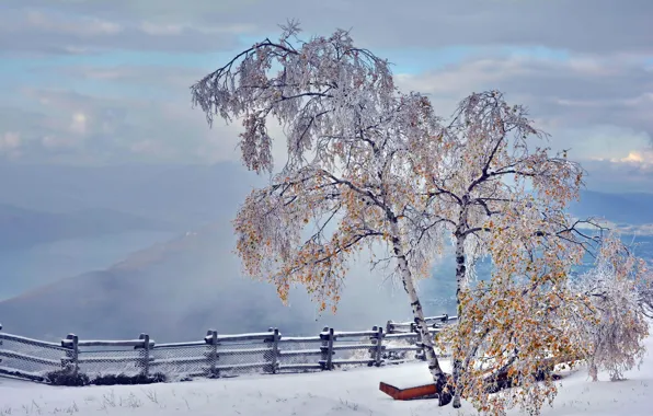 Картинка осень, листья, снег, берёза