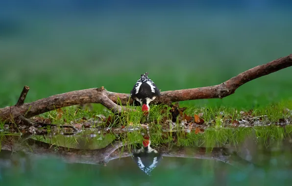 Отражение, птица, ветка, дятел, коряга, водопой, водоем