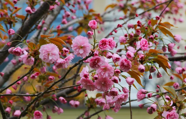 Flower, spring, twig, japanese cherry