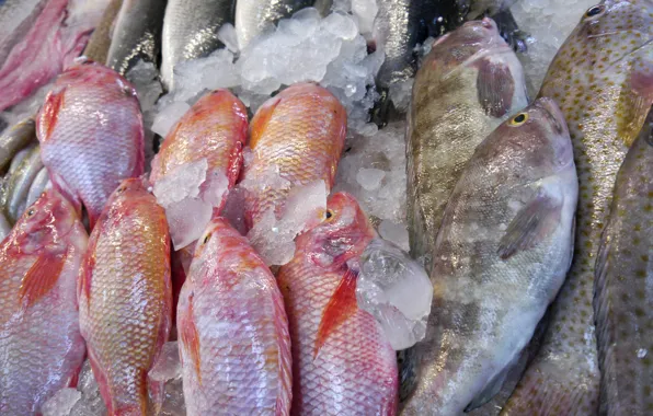 Ice, fish, seafood, Frozen meat