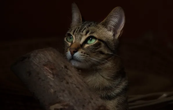 Картинка кошка, кот, фон, животное, widescreen, обои, wallpaper, green eyes