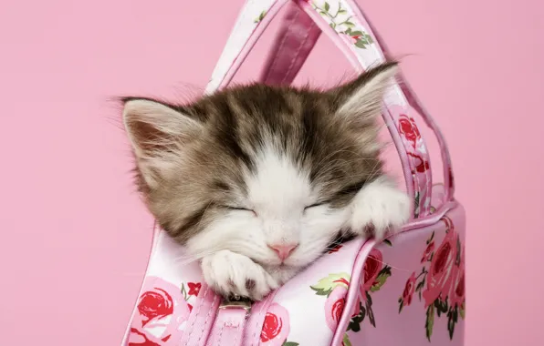 Кошка, котенок, сон, спит, сумка, мордашка, розовый фон, в сумке