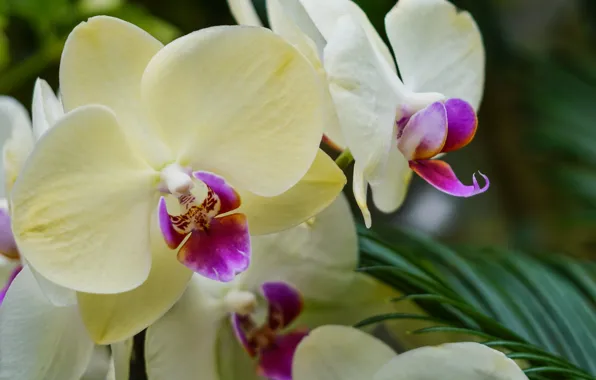 Картинка цветы, орхидеи, цветение, flowers, фаленопсис, orchids, flowering