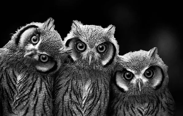 Картинка animals, birds, wildlife, Owls