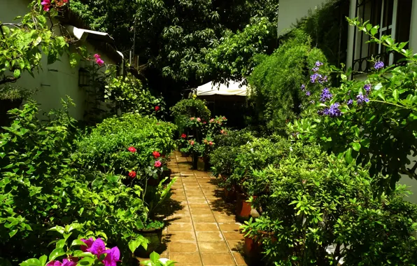 Природа, Дома, Деревья, Растения, Nature, Trees, Plants, Houses