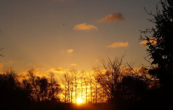 Sky, sunset, tree