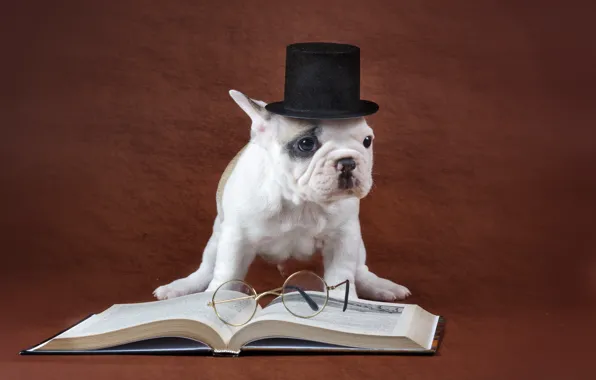 Картинка собака, очки, книга