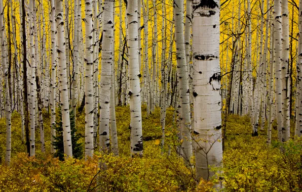 Осень, лес, листья, Колорадо, США, роща, кусты, осина