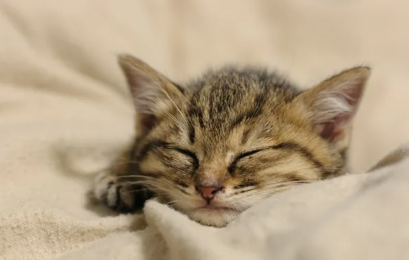 Картинка кошка, котенок, сон, мордочка, спит